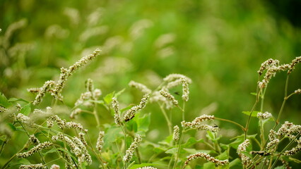 Fototapeta premium Close-up of Polygonum lapathifolium flower blooming
