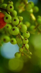 Close-up of Ficus racemosa fruit on the tree