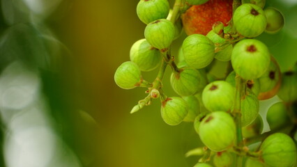 Close-up of Ficus racemosa fruit on the tree