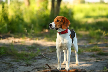 Full length portrait of an eight month old estonian hound puppy outdoor
