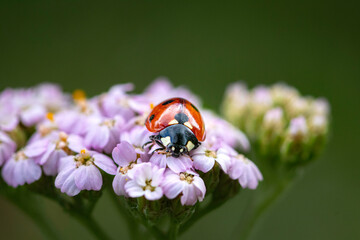 Ladybug on a pink flower