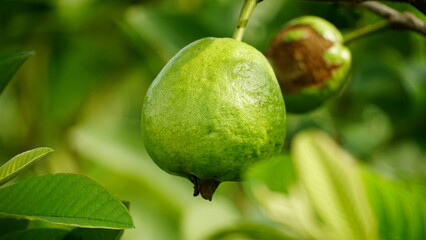 Close-up of guava fruit in the field