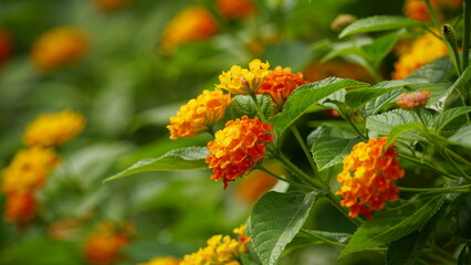 Close-up of colorful Lantana camara flowers blooming