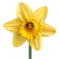 Obraz premium Detailed depiction of a solitary vibrant yellow daffodil against a clean backdrop