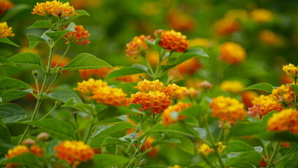 Close-up of colorful Lantana camara flowers blooming