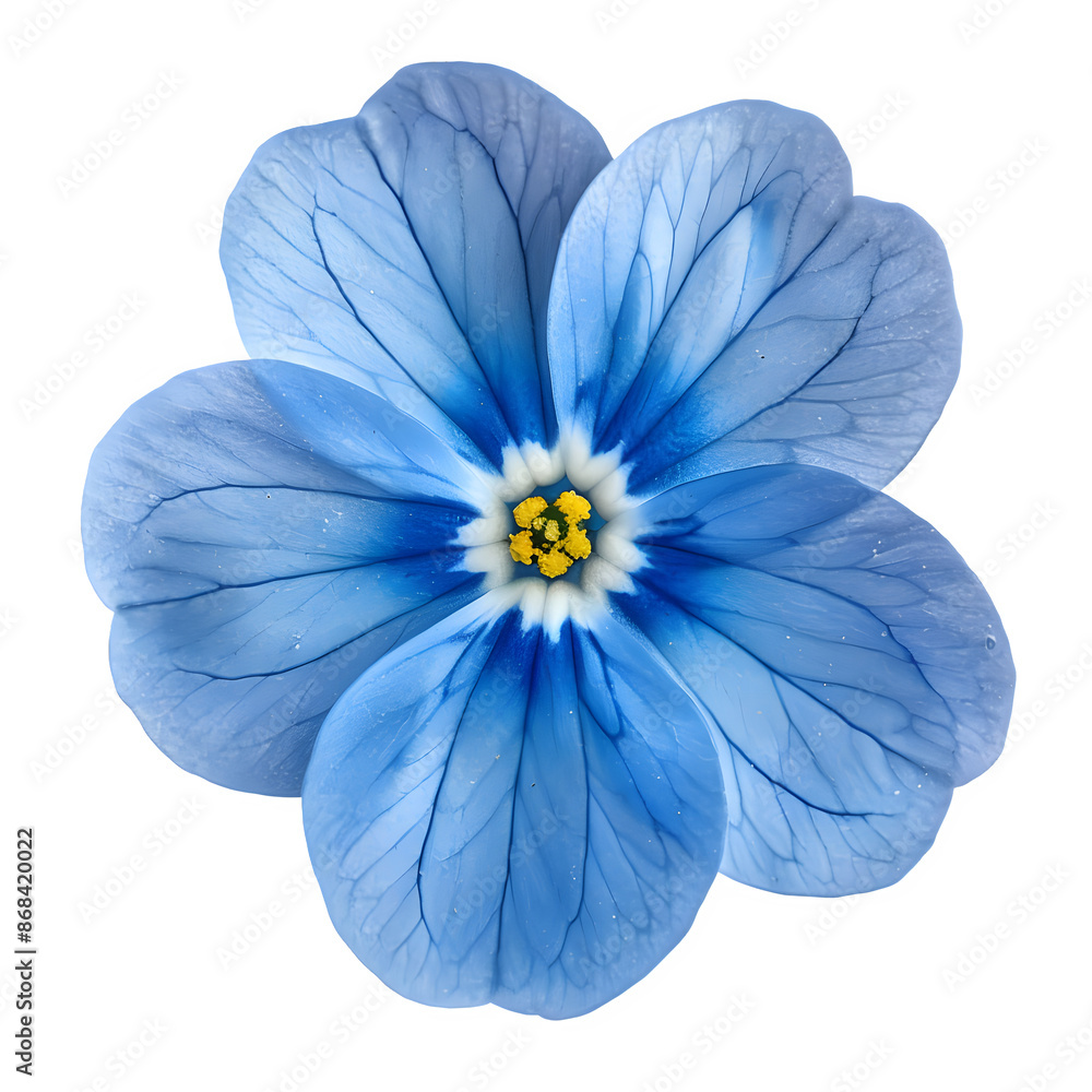 Poster high-resolution image of a vibrant blue forget-me-not flower, perfect for design projects