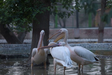 pelican on the beach