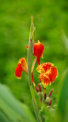 Close-up of wild Canna generalis flowers blooming