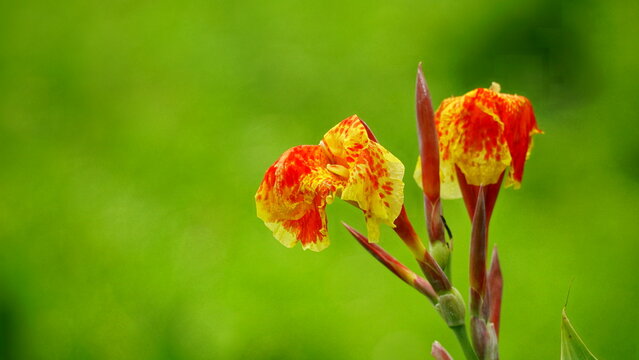 Close-up of wild Canna generalis flowers blooming