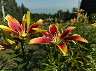 Red And Yellow Lilies Blooming In A Garden