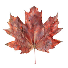 Obraz premium High-quality image of a red maple leaf, captured with intricate detail against a transparent grid background