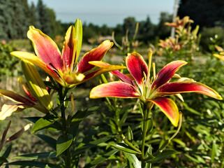 Red And Yellow Lilies In Bloom