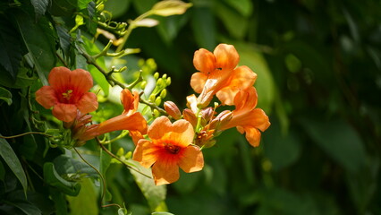 Close-up of Campsis radicans flower blooming on a natural background