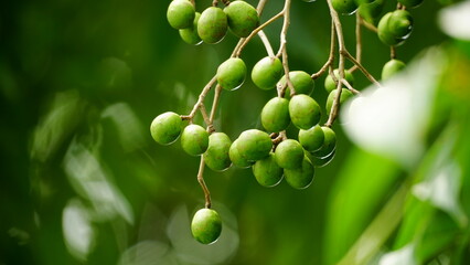 Close-up of Baccaurea ramiflora fruit on the tree