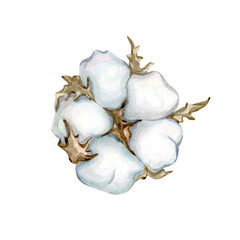 Cotton watercolor hand drawn, dry branch, single element clipart. Fluffy cotton for fabric and design, dried flowers..