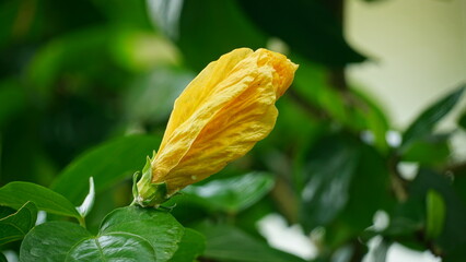 Close-up of yellow hibiscus blooming © Nguyen Thi Nhu Quynh