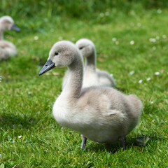Portrait of a mute swan (Cygnus olor) chick, about three weeks old.