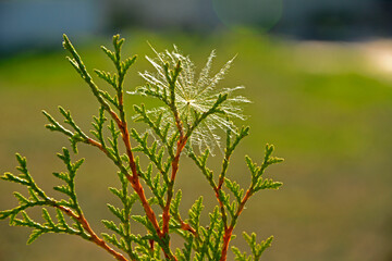 nasiono dmuchawca zaczepione na gałzce tui, pierzaste nasiono dmuchawca na galęzi drzewa iglstego, dandelion seeds hooked on a thuja twig, feathery dandelion seeds on a conifer branch, puszyte nasiona