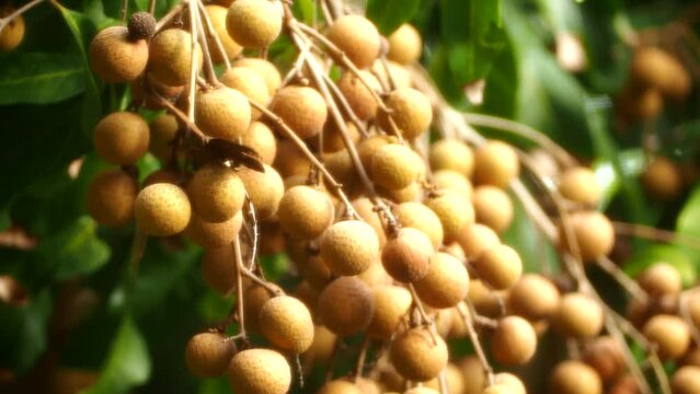 Longan fruits on tree with butterfly, out door Chiangmai Thailand.