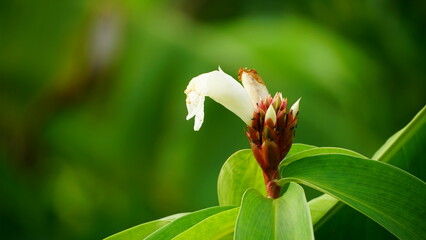 Close-up of Hellenia speciosa flower