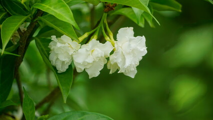 Close-up of white Gardenia jasminoides flower