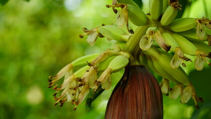 Close-up of green banana on the tree