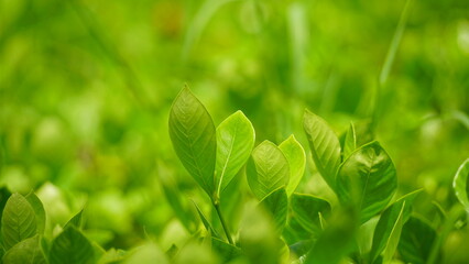 Natural green leaf background