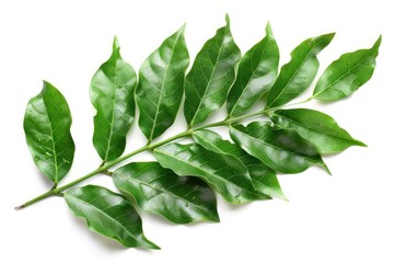 Obraz premium Curry Leaf. Fresh Flora for Cooking, Isolated on White Background