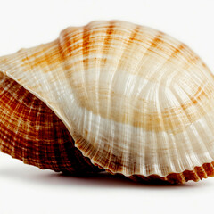 seashell, isolated on white background