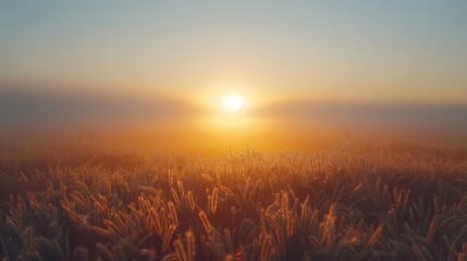 A serene sunrise over a foggy field, with soft light illuminating the landscape