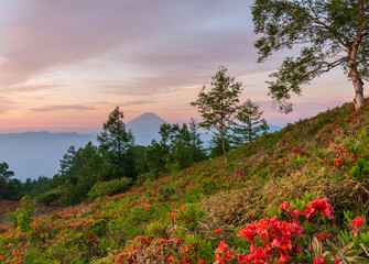朝の甘利山からレンゲツツジと富士山