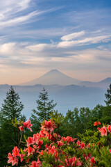 朝の甘利山からレンゲツツジと富士山