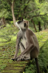 Wild monkey in its natural habitat. Hanuman langur or leaf monkey in green jungle forest in Sri Lanka
