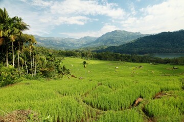 Naklejka premium Green rice terraces landscape among the mountains of Sri Lanka. Beautiful rural view of rice fields, mountains and jungle in Kotmale valley