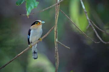 Beautiful Broadbill bird, male of Silver breasted Broadbill Serilophus lunatus