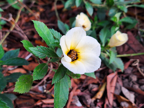 White buttercup flower (Turnera subulata) blooming beautifully in the garden. Blooms at 8 am and is a source of nectar for bees.