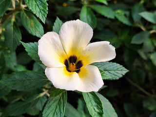 White buttercup flower (Turnera subulata) blooming beautifully in the garden. Blooms at 8 am and is a source of nectar for bees.