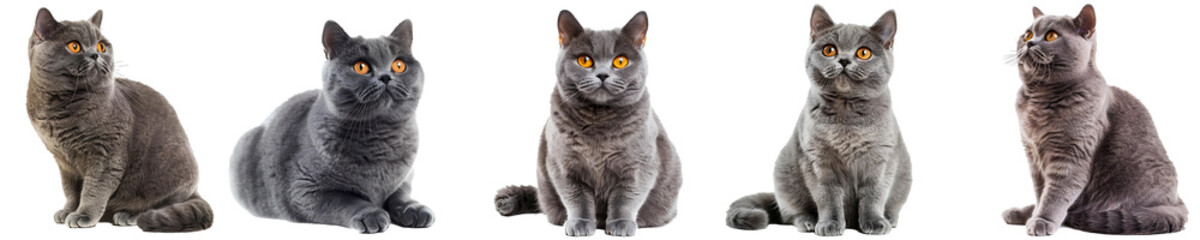 Fototapeta premium Portrait of a five silver tabby British short hair cats looking isolated on a white background