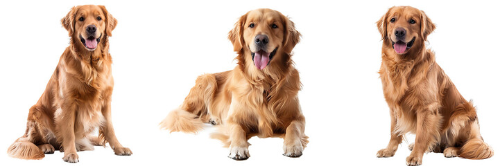 Golden retrievers sitting in front of a white isolated background