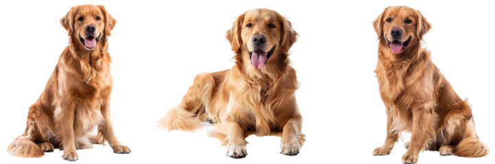 Golden retrievers sitting in front of a white isolated background