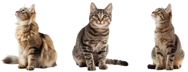 cute cats sitting, isolated on white