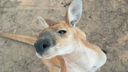 Close-Up Portrait of a Wild Australian Kangaroo in Natural Habitat