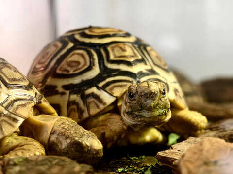 Large brown sea turtle in its natural habitat