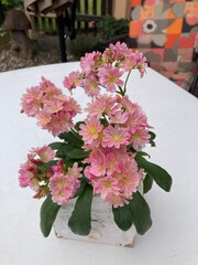 Porzellanblume in rosa /gewöhnliche Bärwurz steht auf Gartentisch in weißen viereckigen Blumentopf