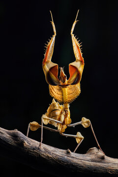 devil mantis
