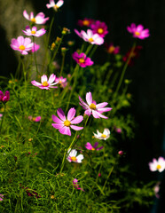 Cosmos flower