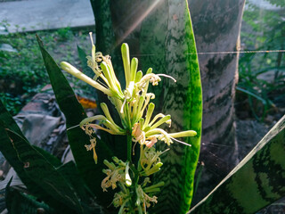 sansevieria masoniana chahin flower in the garden. Mother-in-law's tongue flowers bloom beautifully in the afternoon with sunlight in the background