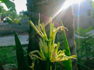sansevieria masoniana chahin flower in the garden. Mother-in-law's tongue flowers bloom beautifully in the afternoon with sunlight in the background