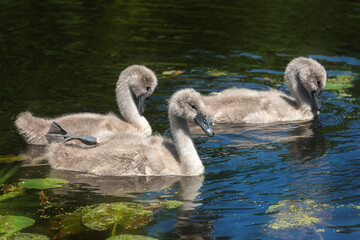 Three mute swan (Cygnus olor) chicks swim in a pond on a sunny day