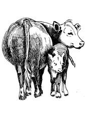 Illustration of domestic animals. Cow with calf. Line sketch converted to vector drawing.